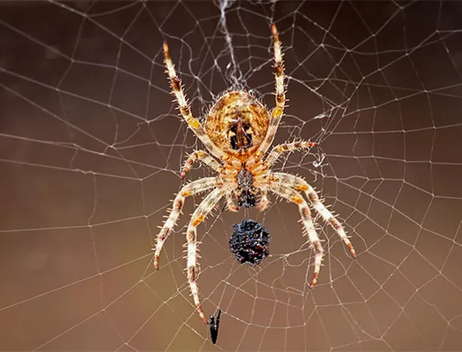 Dedetização de Aranhas no Jardim Analia Franco