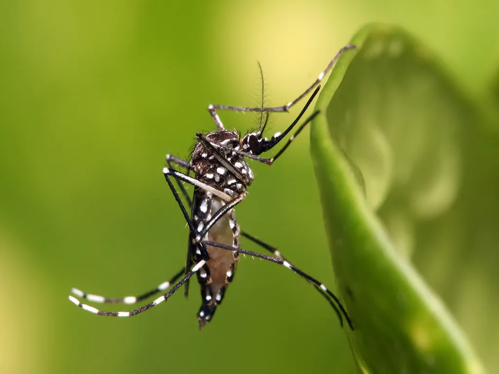 Dedetização de Mosquitos no Jardim Analia Franco