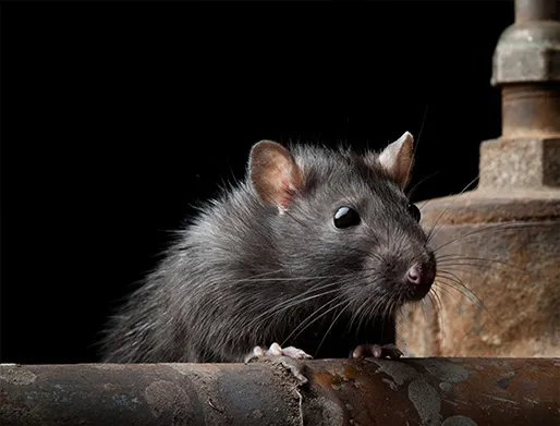 Dedetização de Ratos no Jardim Analia Franco